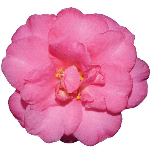 CAMELLIA SHI SHI GASHIRA #3