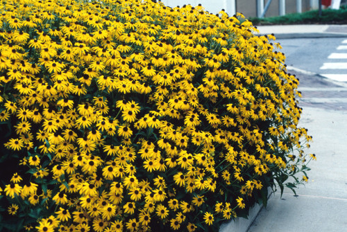 Rudbeckia Goldstrum