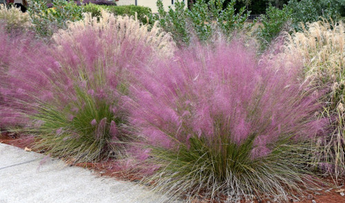 Grass Pink Muhly QT