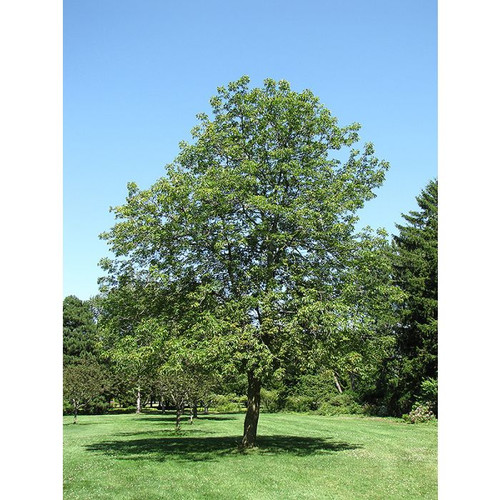 Ohio Buckeye 1 Gallon