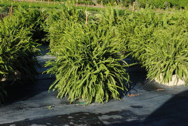 KIMBERLY QUEEN FERN #7