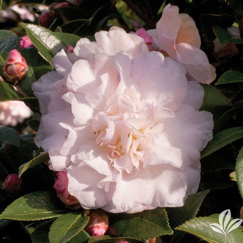Pale pink, semi-double camellia flower.