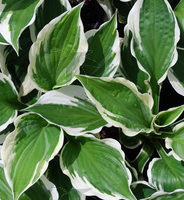 Hosta Patriot QT