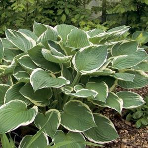 Hosta 'Francee' 1 Gallon