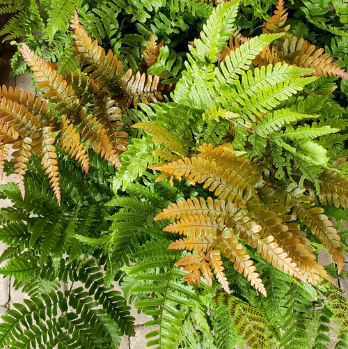 Fern Autumn 24.99
