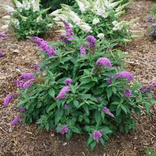 Pugster Periwinkle® Butterfly Bush in bloom