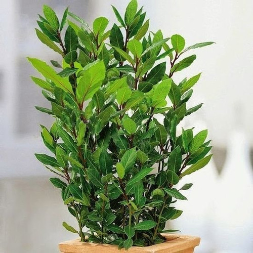 BAY LAUREL #3