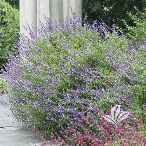 SALVIA MEXICAN SAGE 1 GALLON