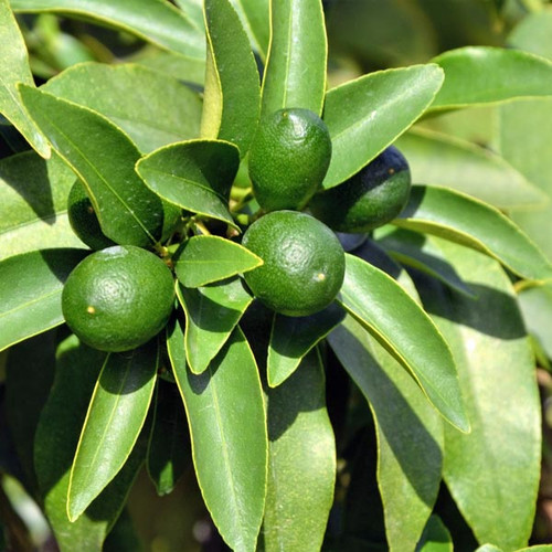 Key lime plant with deep green, glossy leaves and small green fruits.