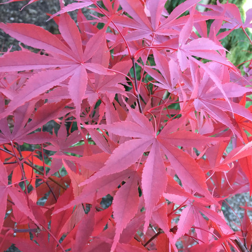 Japanese Maple 'Wakehurst Pink' #3