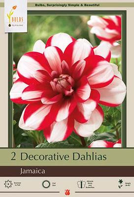 DAHLIA JAMAICA  2PP