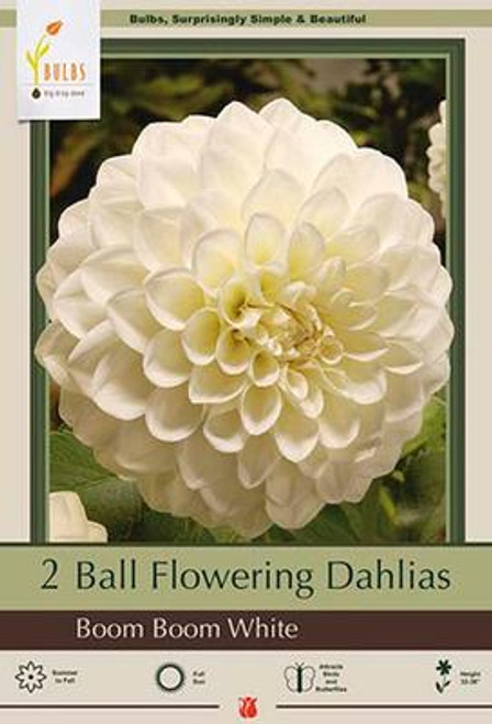 DAHLIA BOOM BOOM WHITE #1 2PP