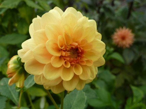 DAHLIA GOLDEN SCEPTER #1 2PP