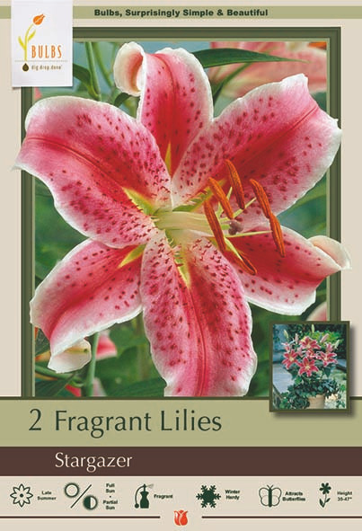 Lily Lotus Queen 16/18 2PP - Cofer's Home & Garden