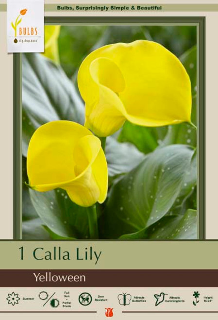 Calla Lily Yelloween 14/16 1PP