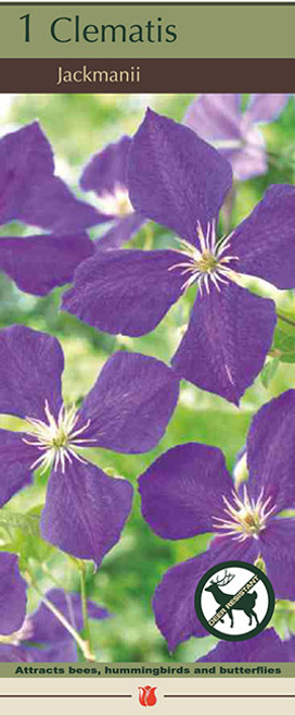 Clematis 'Jackmanii ' 1PP