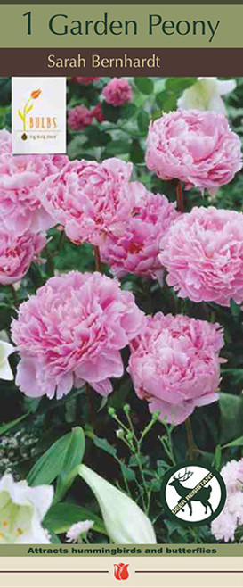 Peony Sarah Bernhardt 1PP