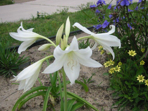 CRINUM POWELLII ALBA 24/ 1PP