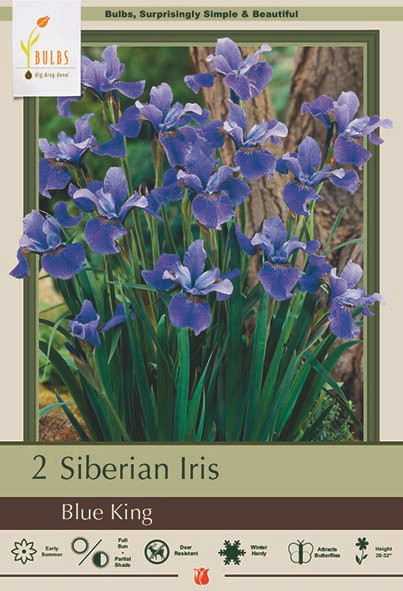 Iris Blue King 2PP