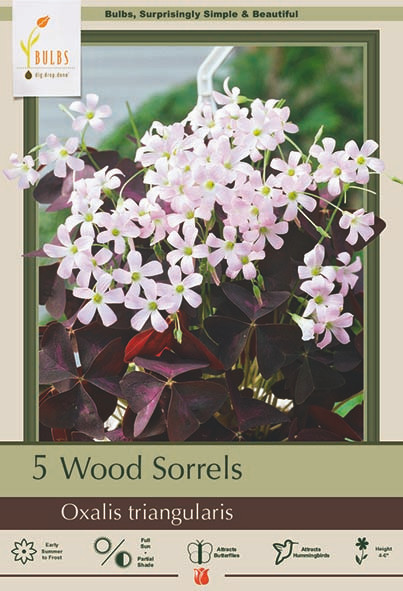 Oxalis Triangularis 5 PP