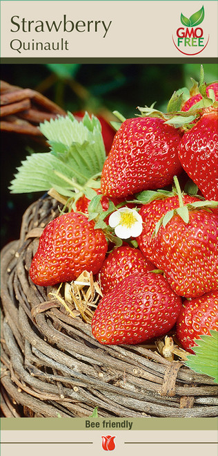 Strawberry Quinault 15PP