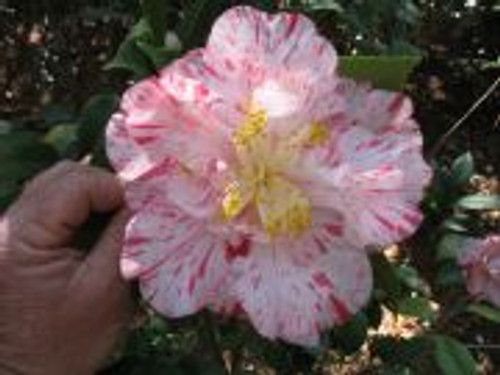 Camellia REBEL YELL #3