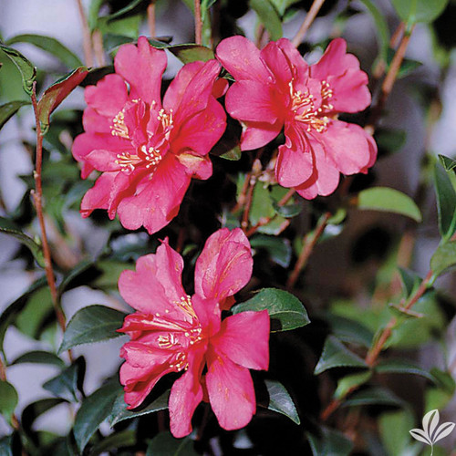 Camellia Hiryu 3 Gallon