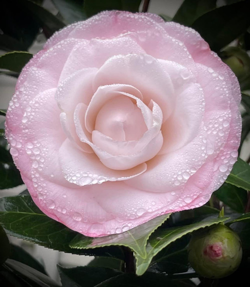 Camellia Nuccio's Pearl #3