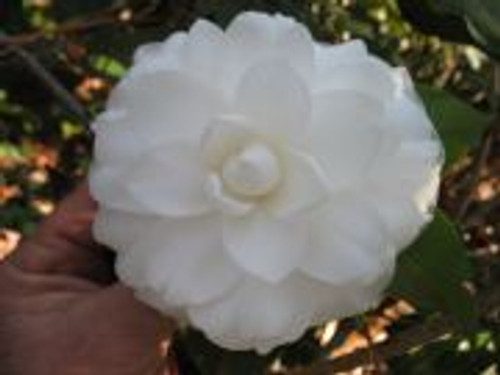 Camellia Alba Plena 3 Gallon