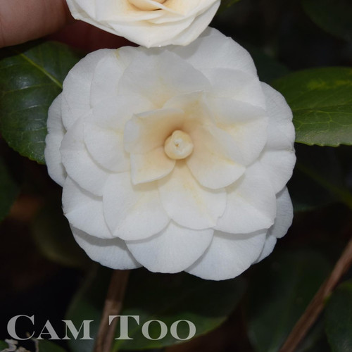 Camellia Sea Foam 3 Gallon