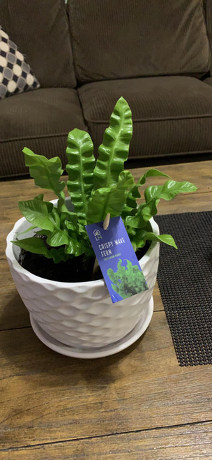 Fern Crispy Wave 12.99