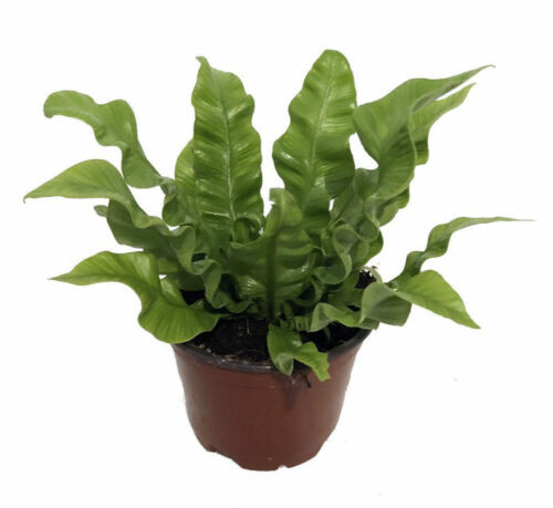 Fern Crispy Wave 12.99