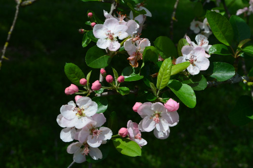 Crabapple Native #5