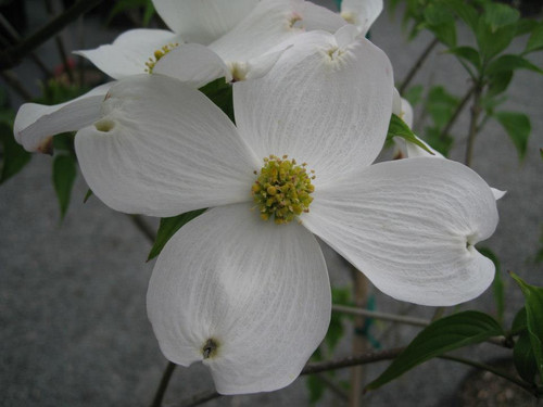 Dogwood 'Appalachian Snow'  #5