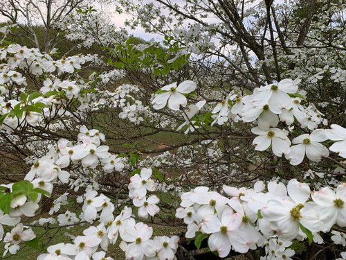Dogwood 'Appalachian Spring' #5
