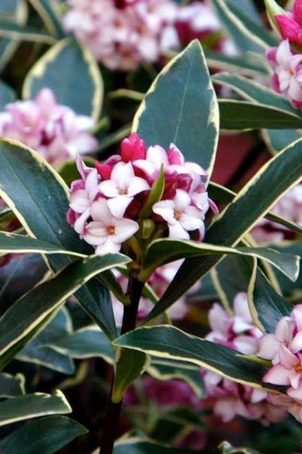 Pink bloom clusters and variegated foliage on Daphne Odora shrub