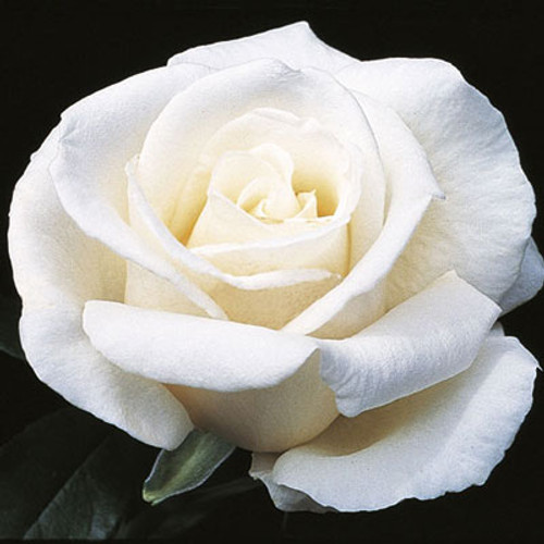 ROSE FULL SAIL WEEKS
