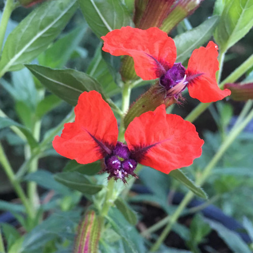 CUPHEA BATS FACE Cofer's Home & Garden