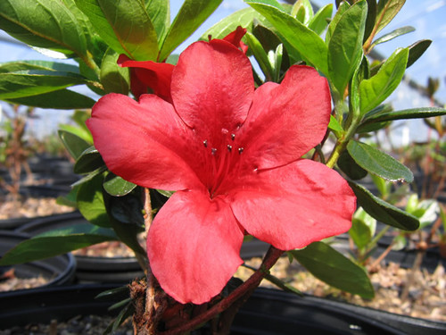 Azalea 'Midnight Flare' #1