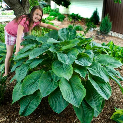 HOSTA 'EMPRESS WU' #1