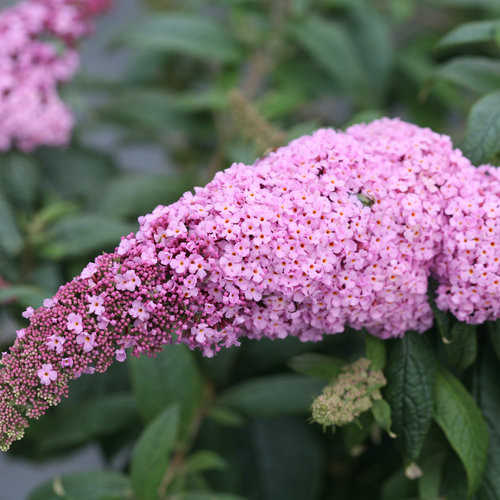 Butterfly Bush Pugster Pink® #2