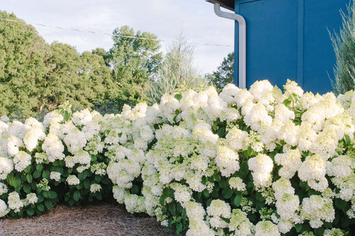 Hydrangea Little Hottie™ #3