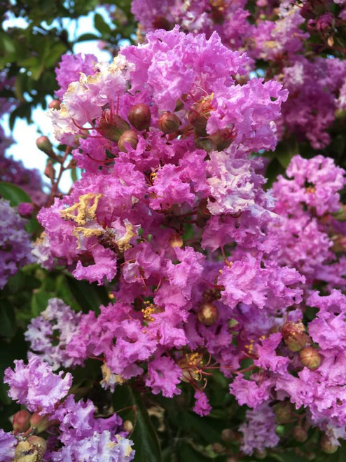 Crapemyrtle 'Muskogee' #15