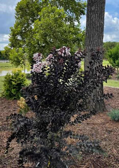 Crapemyrtle Thunderstruck™ White Lightning™ #3