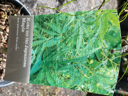 Japanese Maple 'Koto No Ito' #1