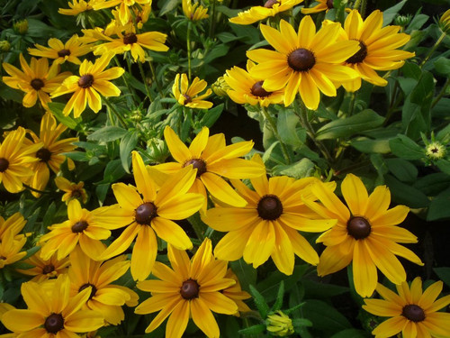 RUDBECKIA  14.99