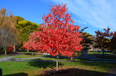 Maple 'Red Sunset' MN #5
