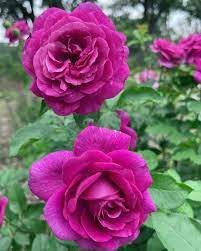 Rose Sweet Madame Blue WEEKS Cofer s Home Garden rose-sweet-madame-blue-weeks-cofer-s-home-garden