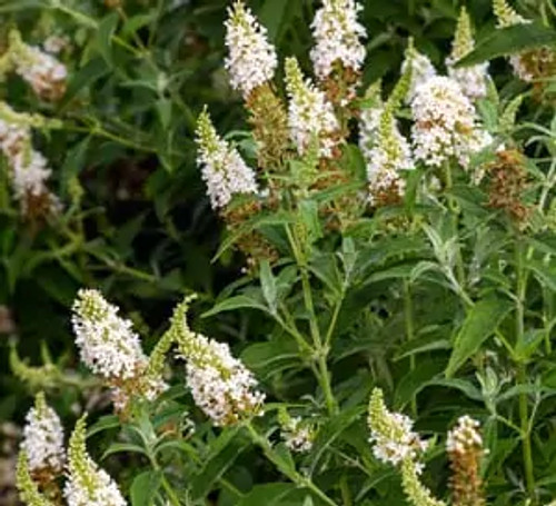 Butterfly Bush Towers™ White  #3