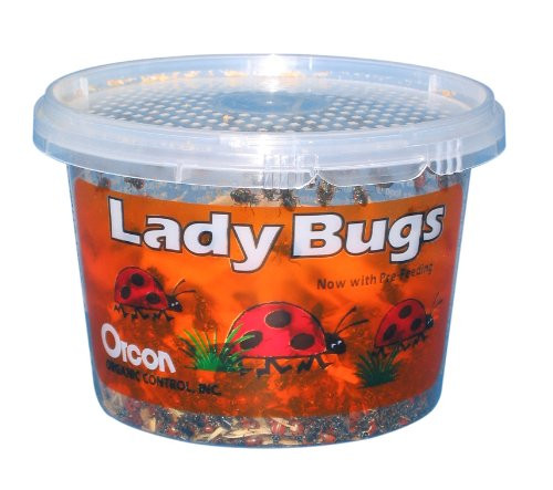 LIVE LADYBUGS 500Count